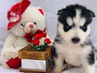 HUSKY SİBİRYA YAVRULARI