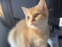 Golden ny12 british shorthair