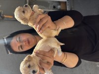 Mükemmel maltipoo yavrularım