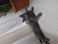 British shorthair oğlumuza yeni yuva arıyoruz