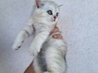 British shorthair yavrularımız