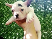 French Bulldog 45 Günlük Dişi Ankara