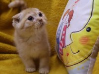 Scottish Fold erkek yavru uygun