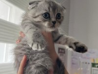 Scottish Fold Bebek