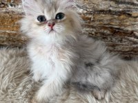 British Longhair Erkek Yavru Kedimiz