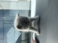 Yavrular 45 günlük kırık kulak scottish fold