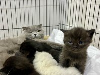 Bluepoint scottish fold ve straight bebekler rezerveye açık
