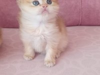 Safkan Golden British Bebekler
