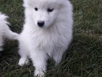 Akkuş Üretim Çiftliğinden Samoyed Yavruları