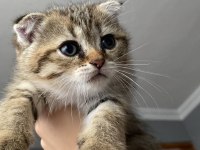 2.5 aylık yavrumuz scottish fold