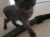 Scottish fold dişi karnesi bile hazır