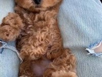 Minik ve sevimli maltipoo