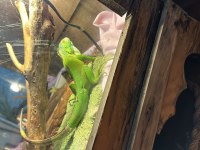 Yavru yeşil iguana cites belgeli mikro çipli