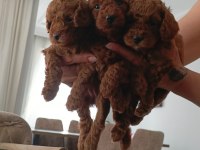 Toy Kore Karışımı Safkan Poodle Lekesiz
