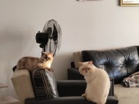 Dişi exotic shorthair kedisi