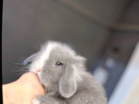 Veteriner Hekimden Hollanda lop mini lop ve cüce tavsan