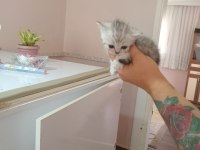 Nadir tür minyon british shorthair