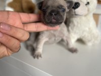 Mikro Exotic French Bulldog Yavrular