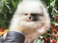 A kalite Pomeranian yavrular