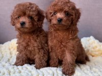 Full safkan toy poodle yavrumuz Teslime Hazır