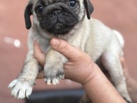 Pug mops yavru köpekler