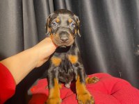 Nadir renk king doberman yavrular (estetikli)