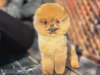 Orange Renk Pomeranian Boo