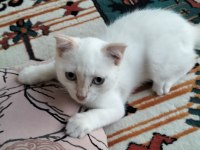 Scottish fold pati yeni yuvasını arıyor