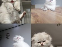 2 aylık scottish fold tosuna yeni yuva arıyoruz