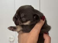 French bulldog ev ortamından