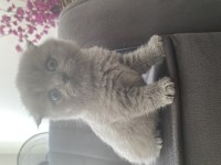 Orijinal Anne Babadan Scottish Fold Yavrular