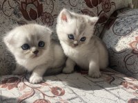 British longhair ve british shorthair bebişler