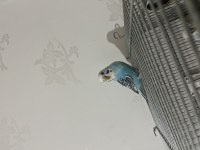 KOLAYLIKLA KONUŞTURABİLECEĞİNİZ BEBEK MUHABBET