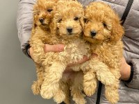 2 aylık poodle yavrular
