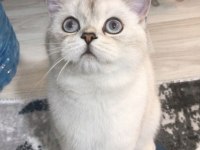 SAĞLIK ŞARTLARINDAN ÜCRETSİZ SAHİPLENDİRİLECEK BRİTİSH
