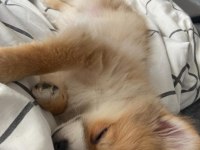 Pomeranian Yavrular