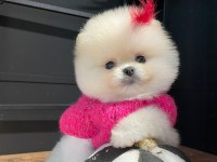Efsane Dişi Pomeranian