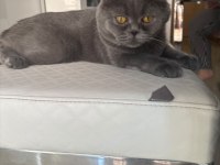 British Shorthair Kedimiz Duman