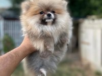 Pomeranian Boo Yavrular