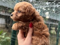 YAVRU TEACUP MALTIPOO