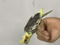 Sultan papağanı yem kırmasına bir hafta var