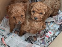 WC EĞİTİMLİ TOY POODLE YAVRULARI UYGUN FİYATLI