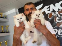 exlusive brıtısh longhaır yavrular ns1133 arayanlara ank