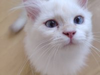 Mavi Gözlü Safkan British Longhair Yavrular