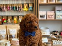 Toy Poodle Dişi Erkek