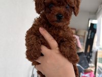 A Kalite Toy Poodle