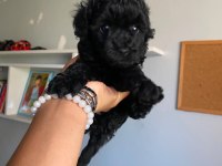 Nadir Black Renk Erkek Poodle Yeni Sahibini Arıyor