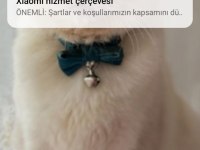 BRİTİSH SHORTHAİR KEDİLERİM