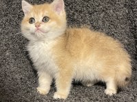 Anne Baba Şecereli Golden NY12 British Shorthair Erkek