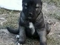 Karabaş Kangal